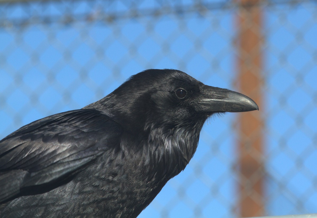 Common Raven - ML615096847