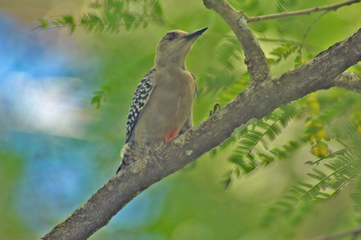 Red-crowned Woodpecker - Allen Chartier