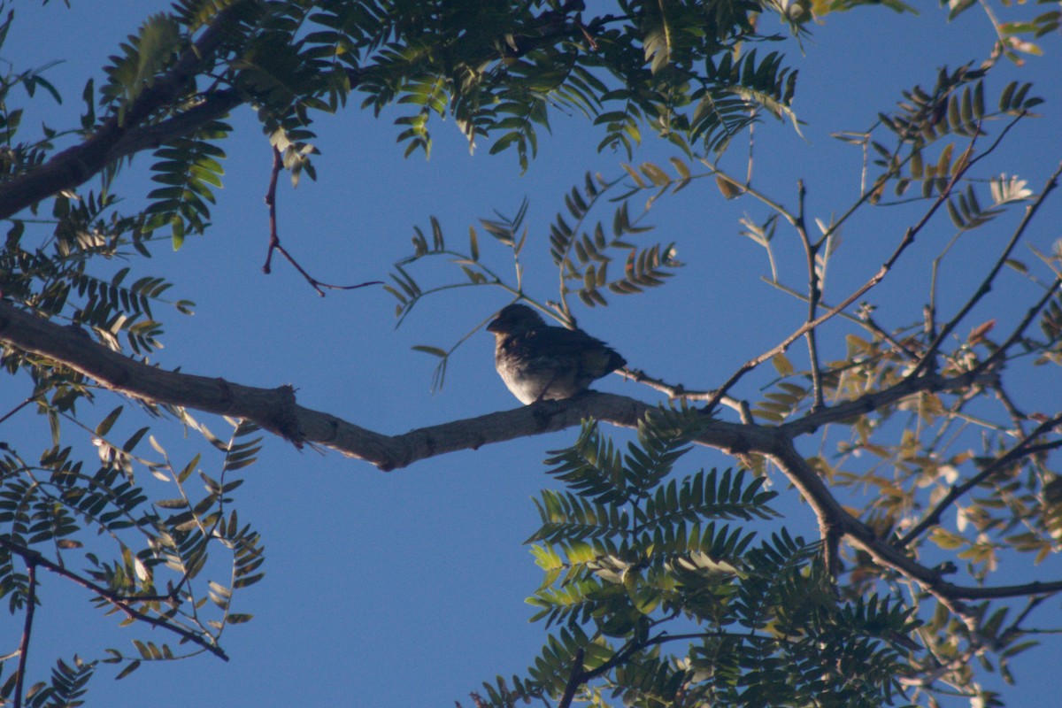 White-bellied Seedeater - ML615097144