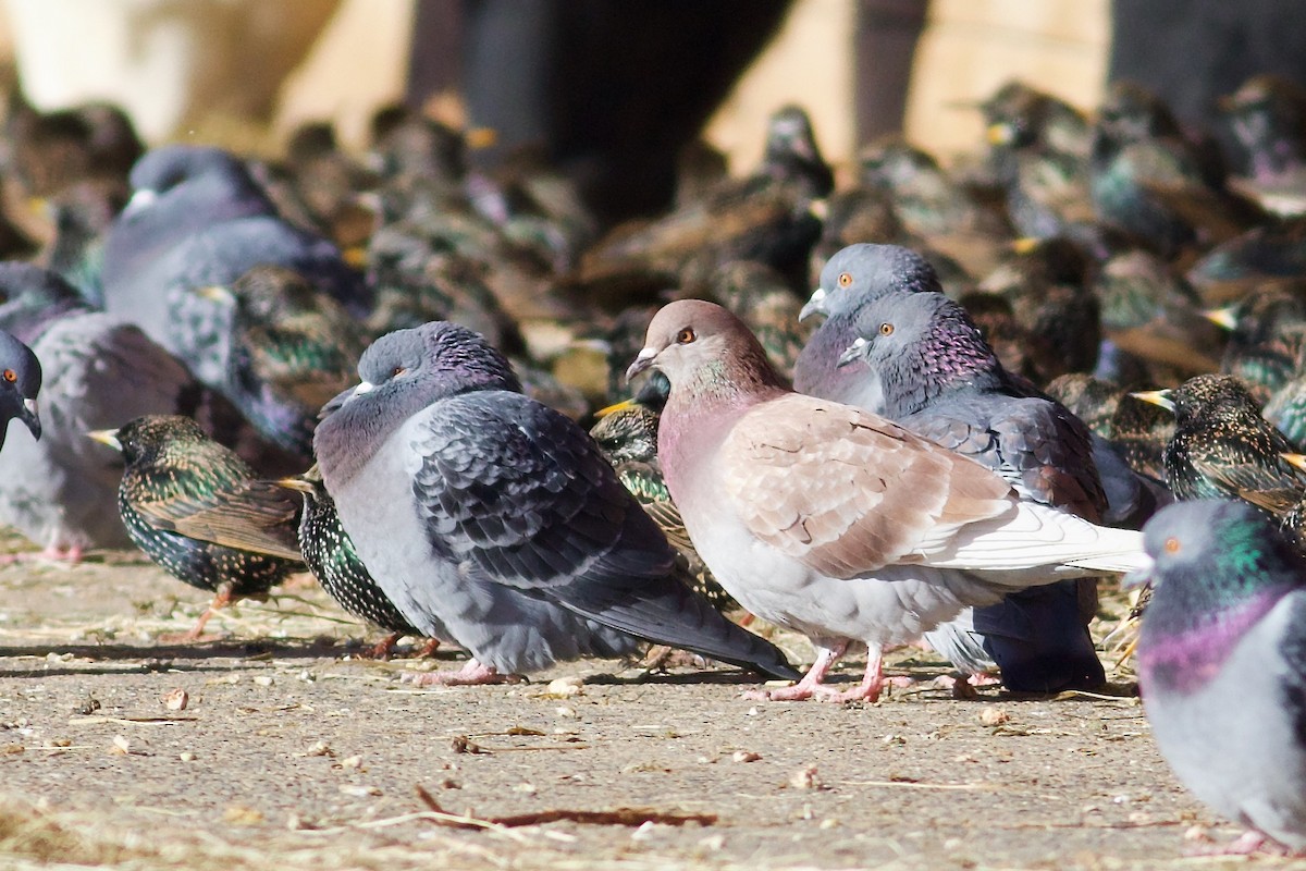 Rock Pigeon (Feral Pigeon) - ML615097388
