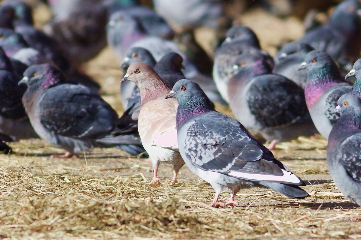 Rock Pigeon (Feral Pigeon) - ML615097389
