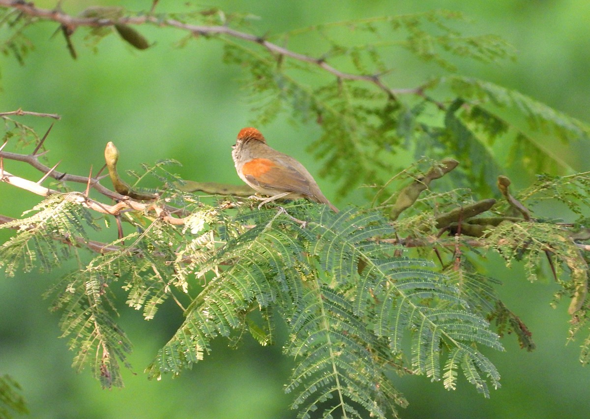 Pale-breasted Spinetail - ML615097469