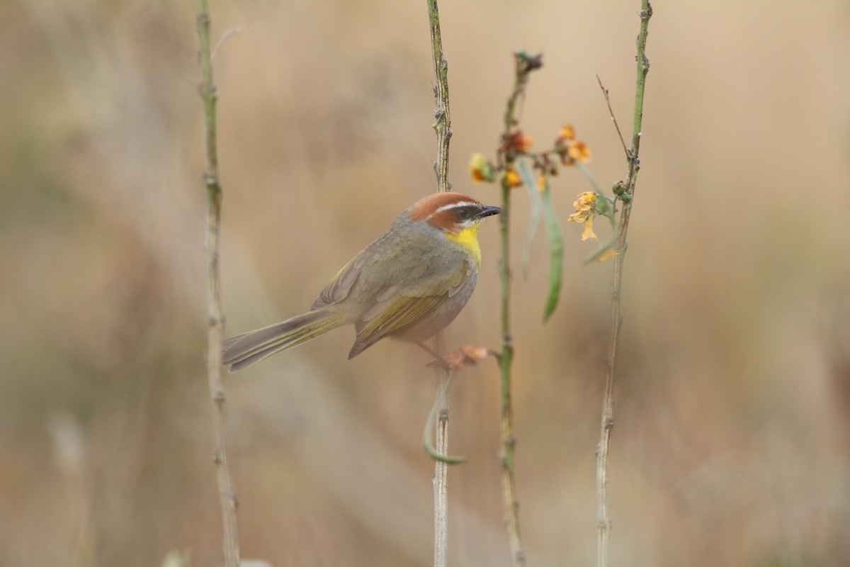 Rufous-capped Warbler (rufifrons Group) - ML615097531