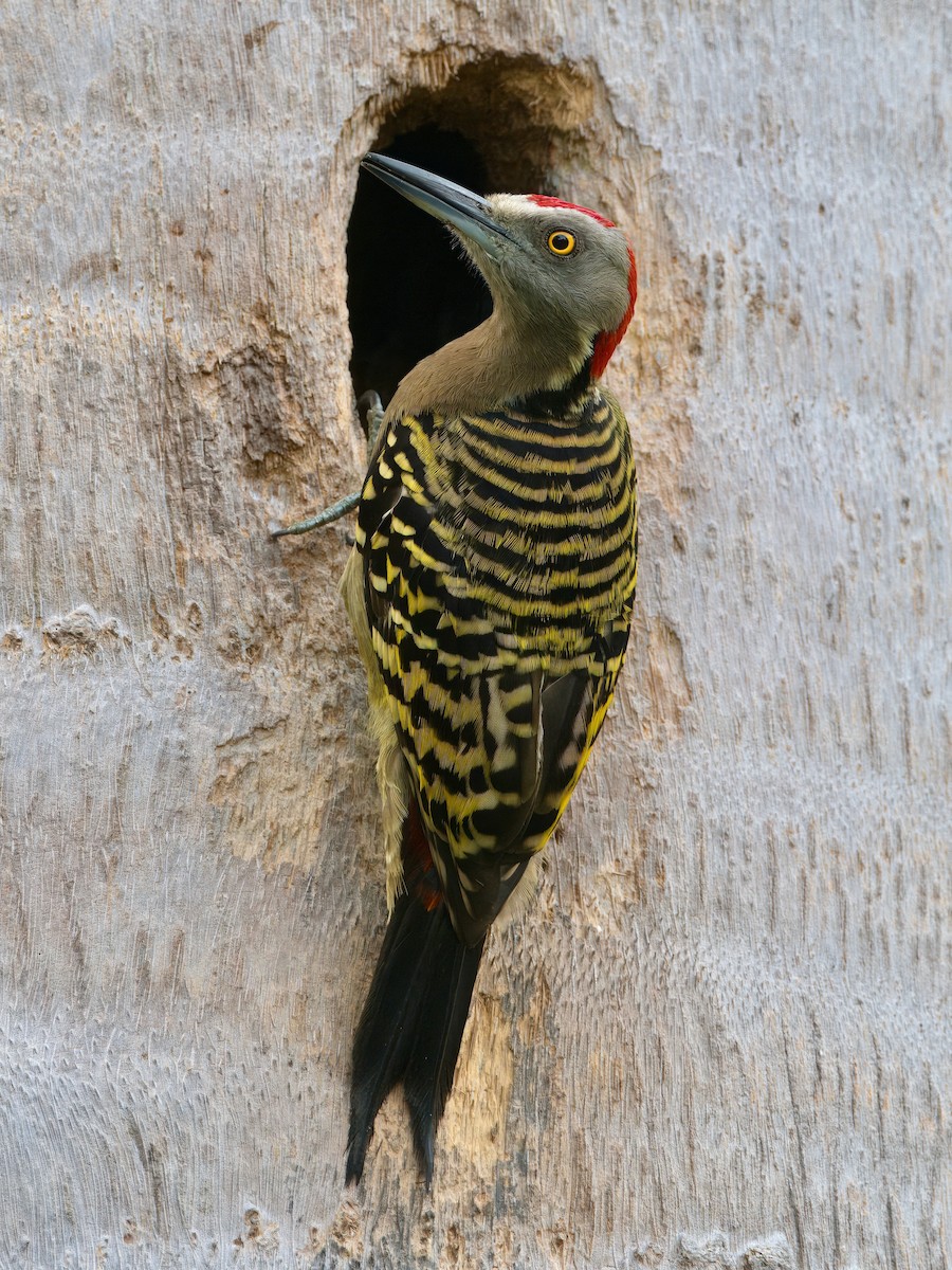 Hispaniolan Woodpecker - ML615097615