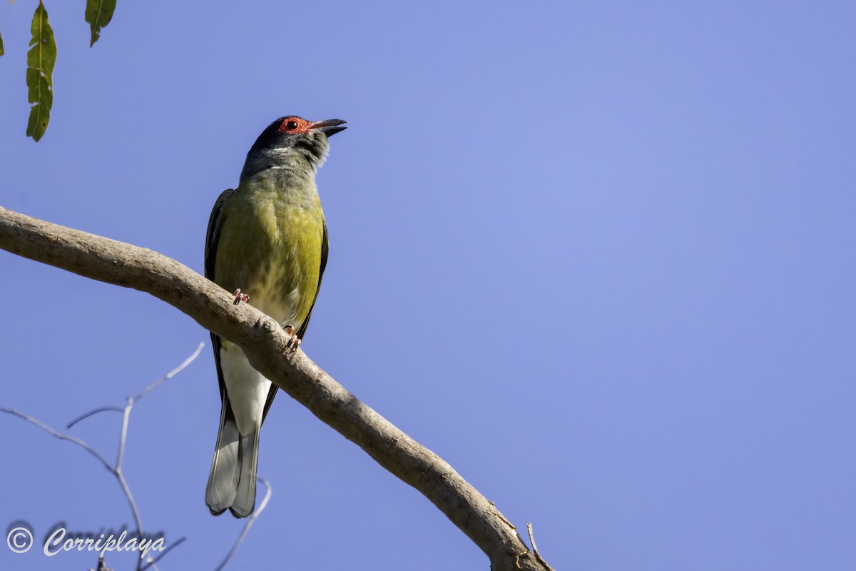 Australasian Figbird - ML615097622