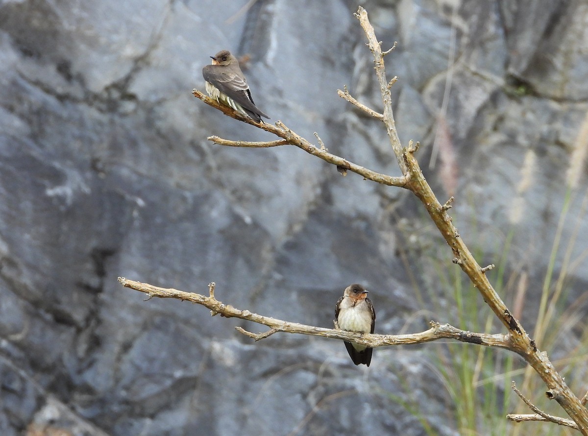 Southern Rough-winged Swallow - ML615097627