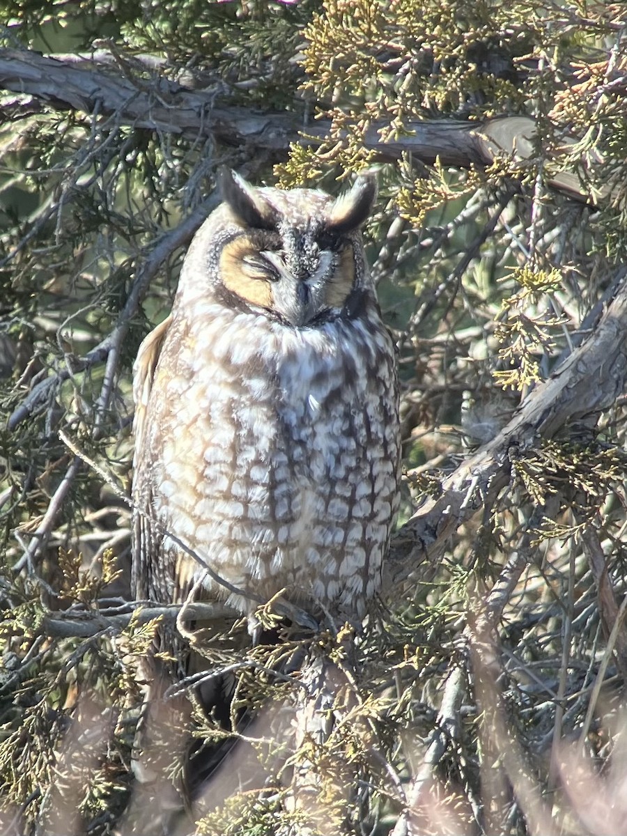 Long-eared Owl - Gaylee Dean