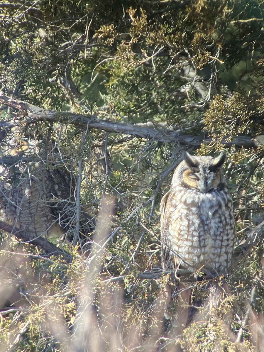 Long-eared Owl - ML615097808