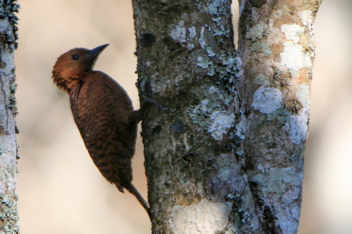 Rufous Woodpecker - Krishnamoorthy Muthirulan
