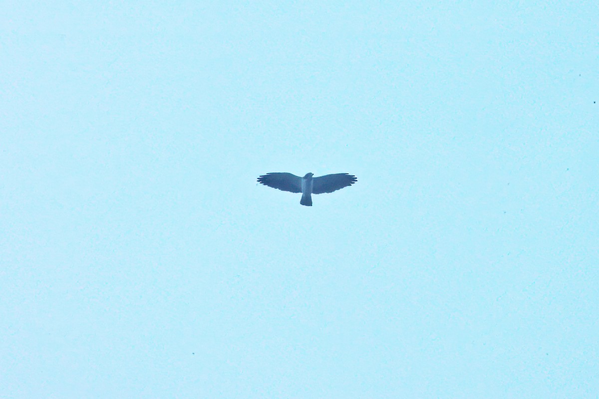 Short-tailed Hawk - ML615097872