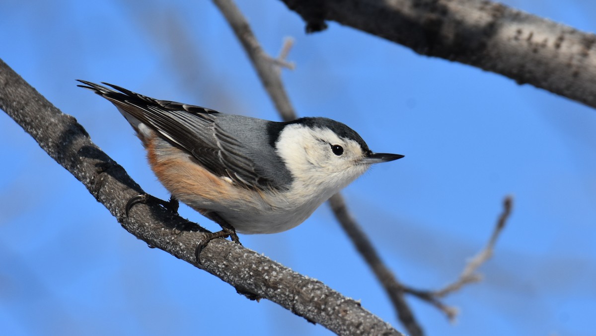 White-breasted Nuthatch - ML615097913