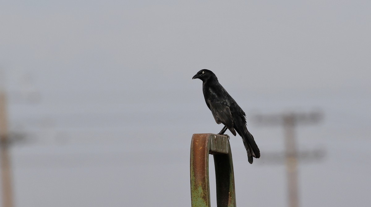 Great-tailed Grackle - ML615097917