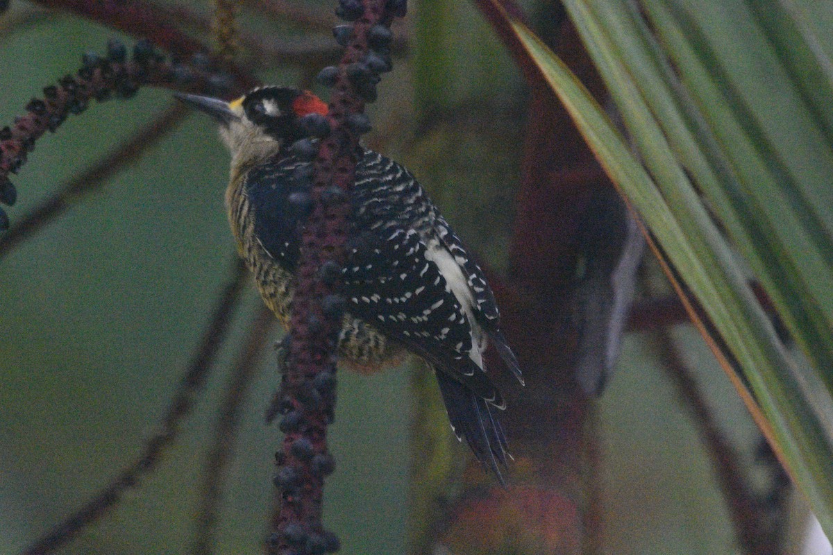 Black-cheeked Woodpecker - ML615098066