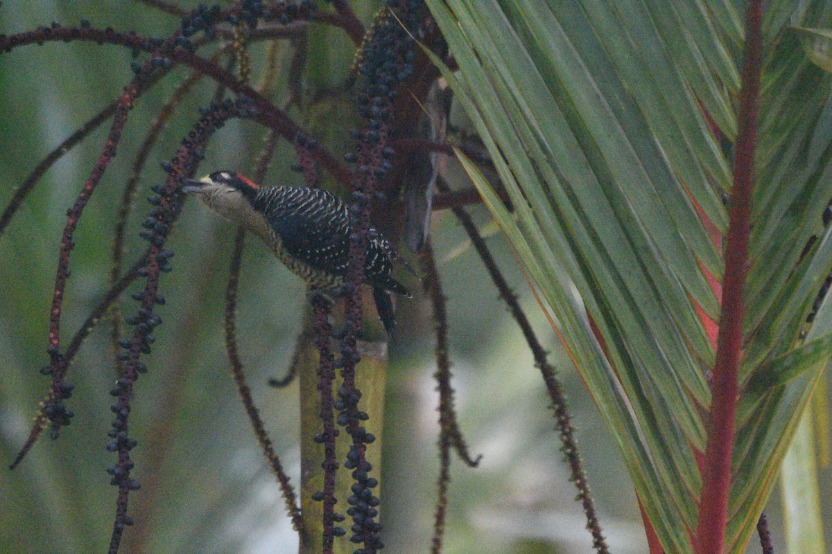 Black-cheeked Woodpecker - ML615098067