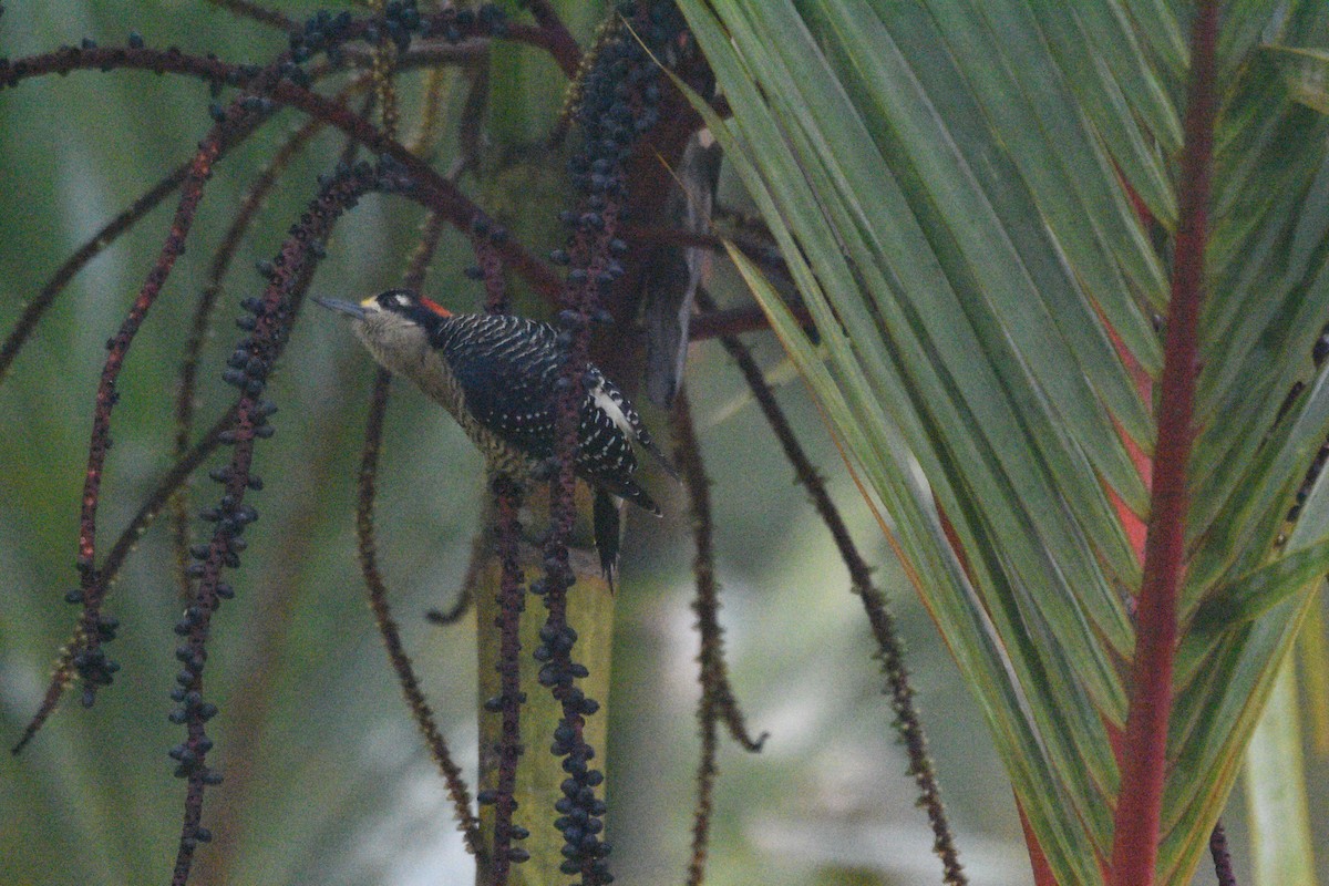 Black-cheeked Woodpecker - ML615098069