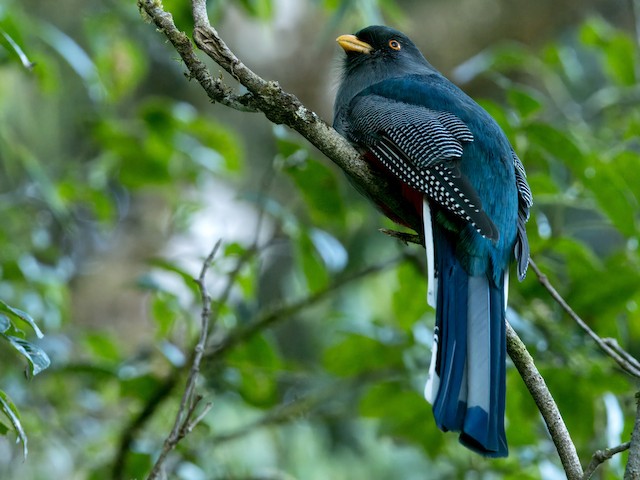 Definitive Basic Male Hispaniolan Trogon. - Hispaniolan Trogon - 