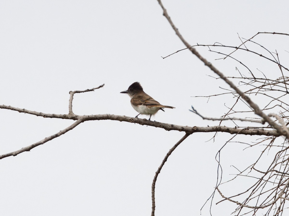 Loggerhead Kingbird (Hispaniolan) - ML615098113