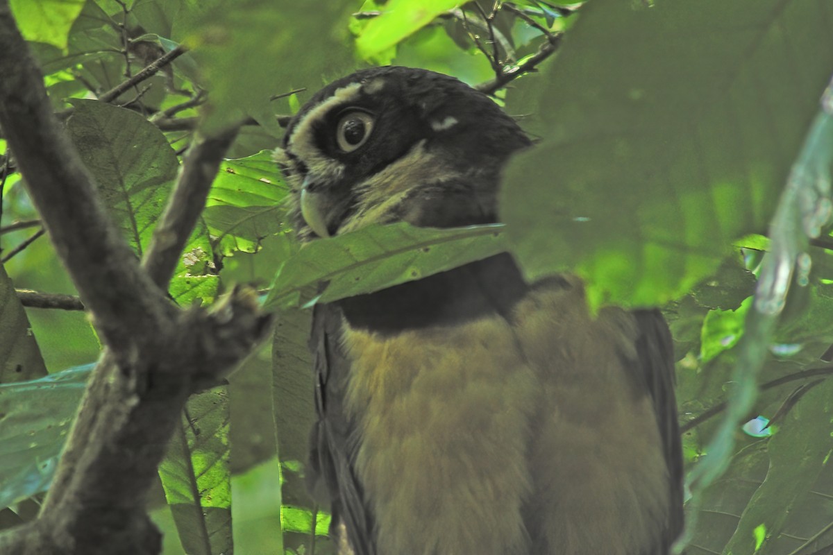 Spectacled Owl - ML615098250