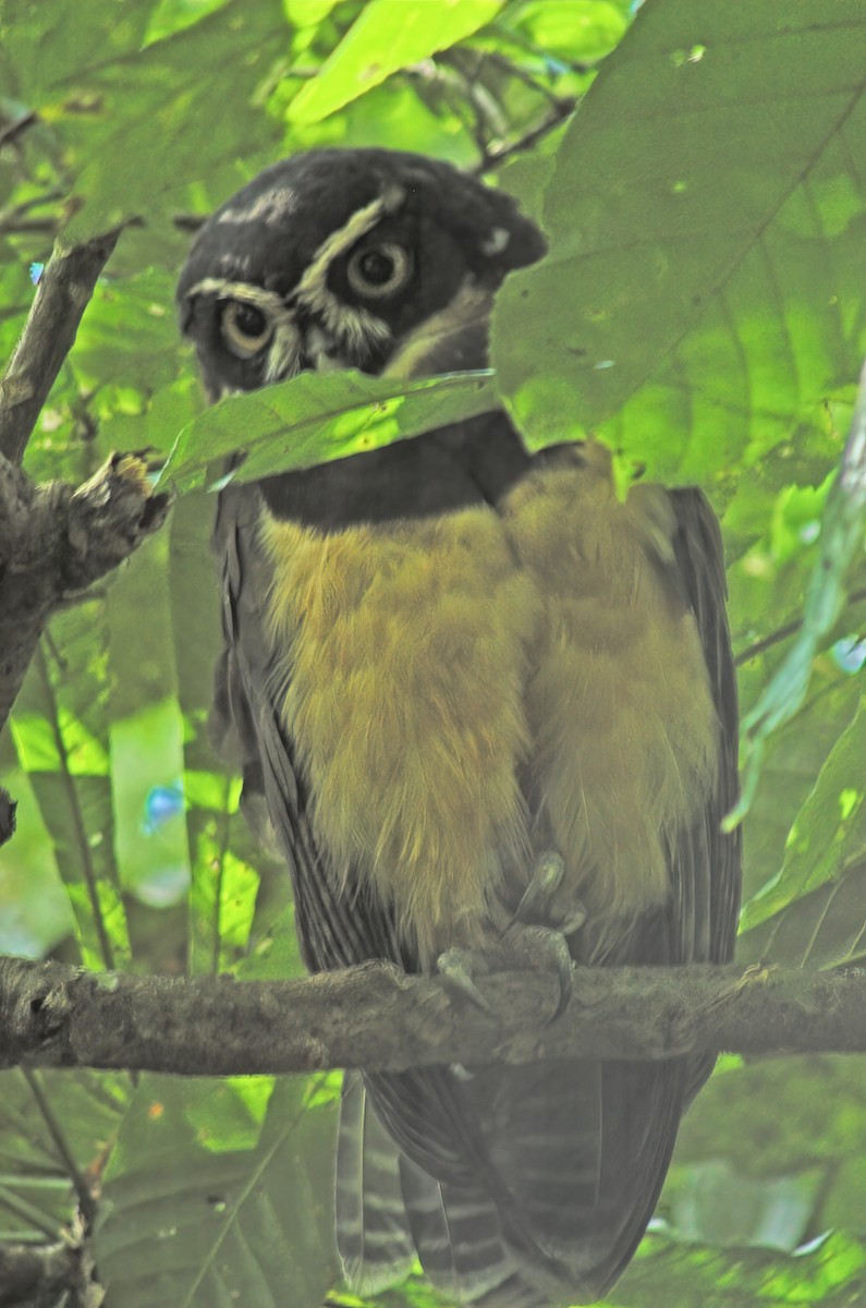 Spectacled Owl - Allen Chartier