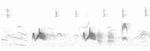 Weißkronen-Olivtyrann (Weißbauch-Olivtyrann) - ML615098263