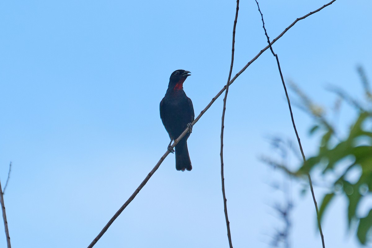 Scarlet-throated Tanager - ML615098289