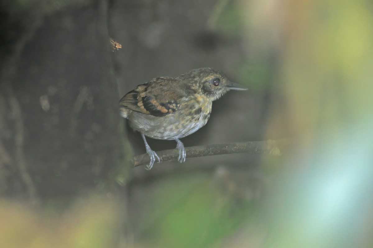 Spotted Antbird - ML615098440