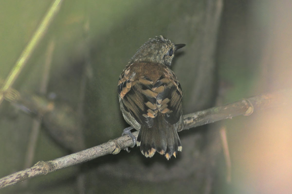 Spotted Antbird - Allen Chartier