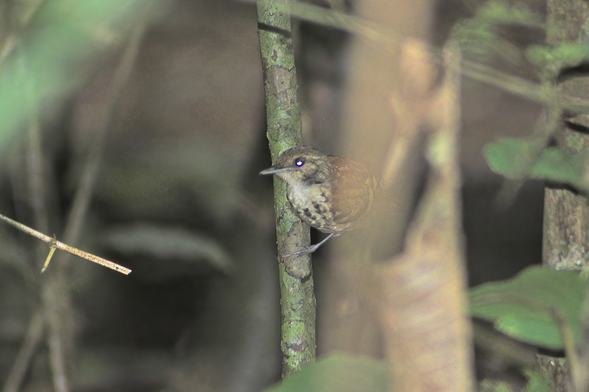 Spotted Antbird - ML615098442