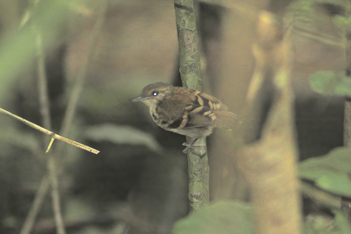 Spotted Antbird - ML615098443