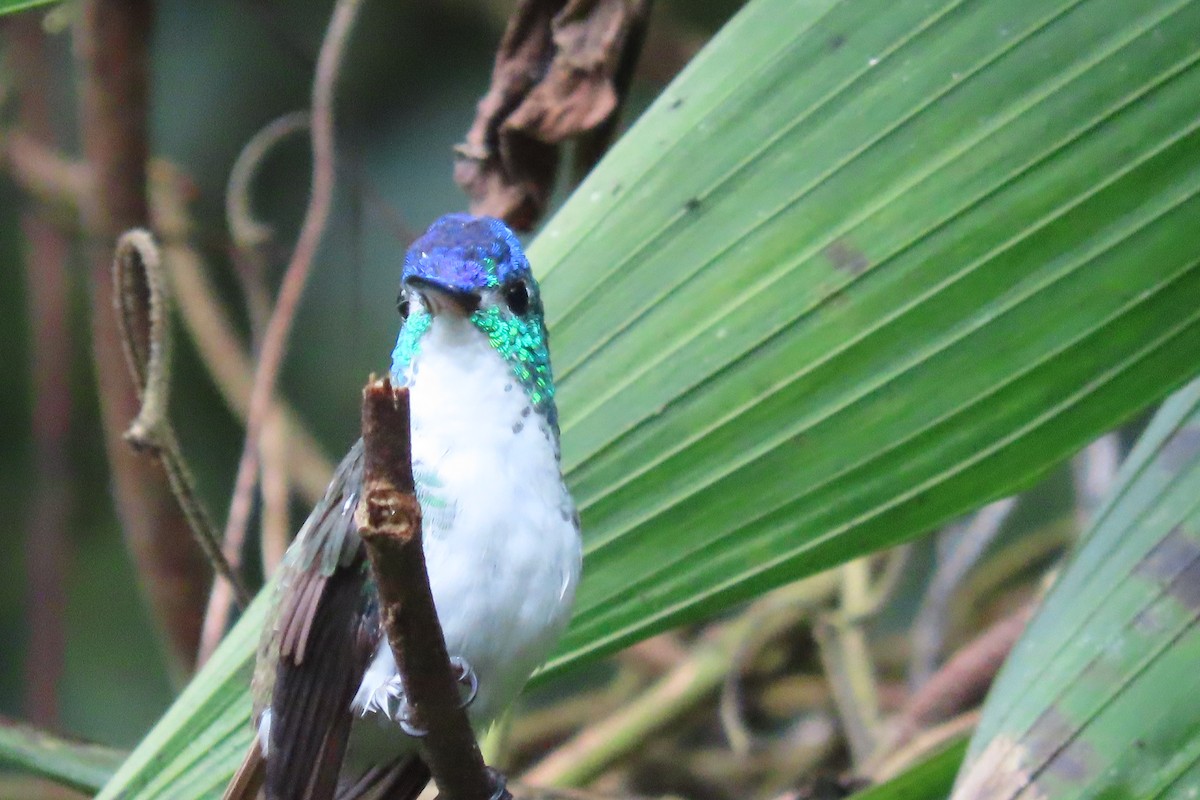 kolibřík andský - ML615098614