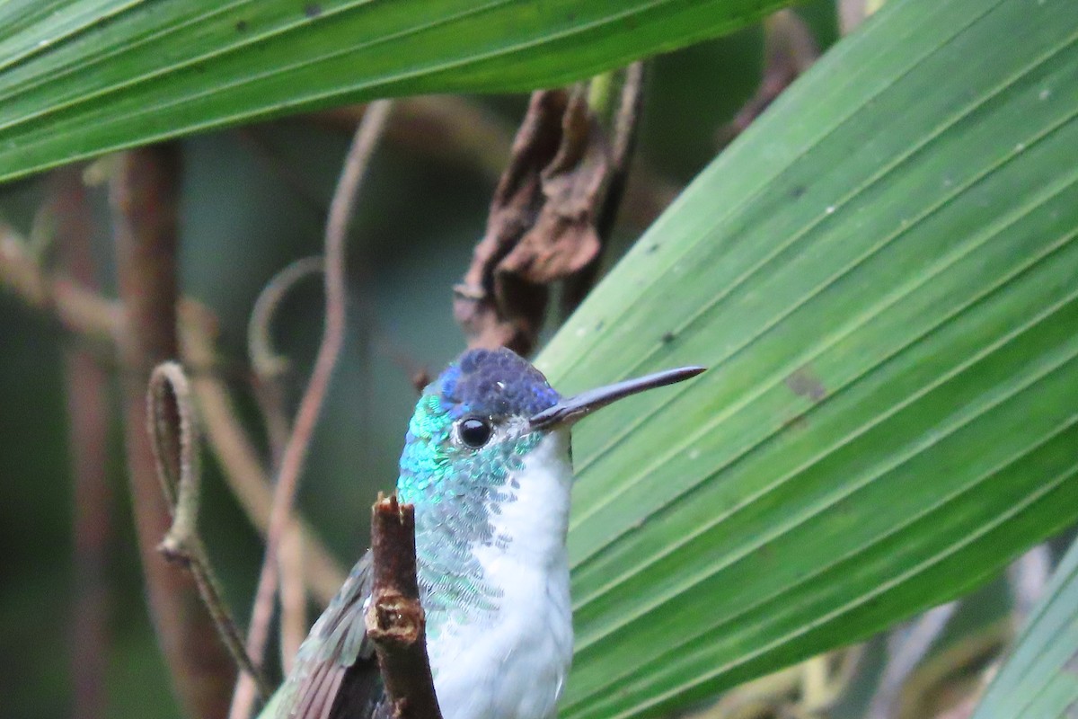 kolibřík andský - ML615098620