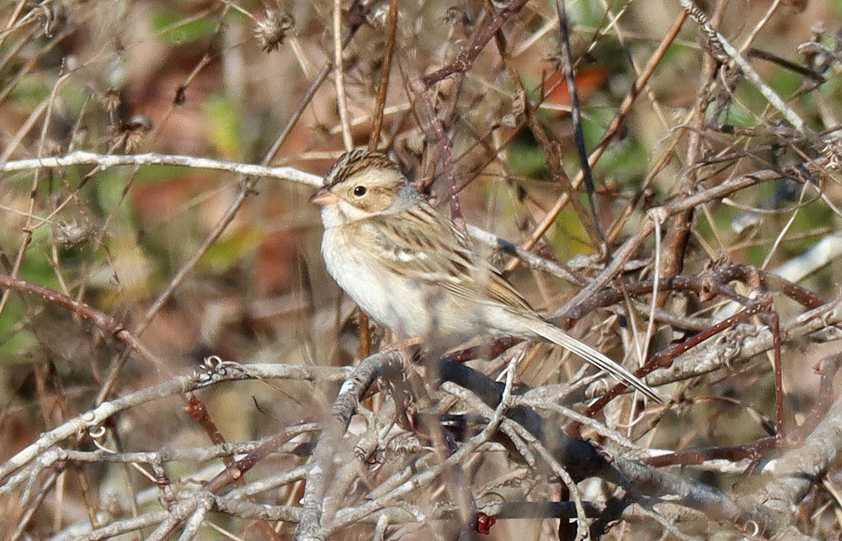 Clay-colored Sparrow - ML615098631