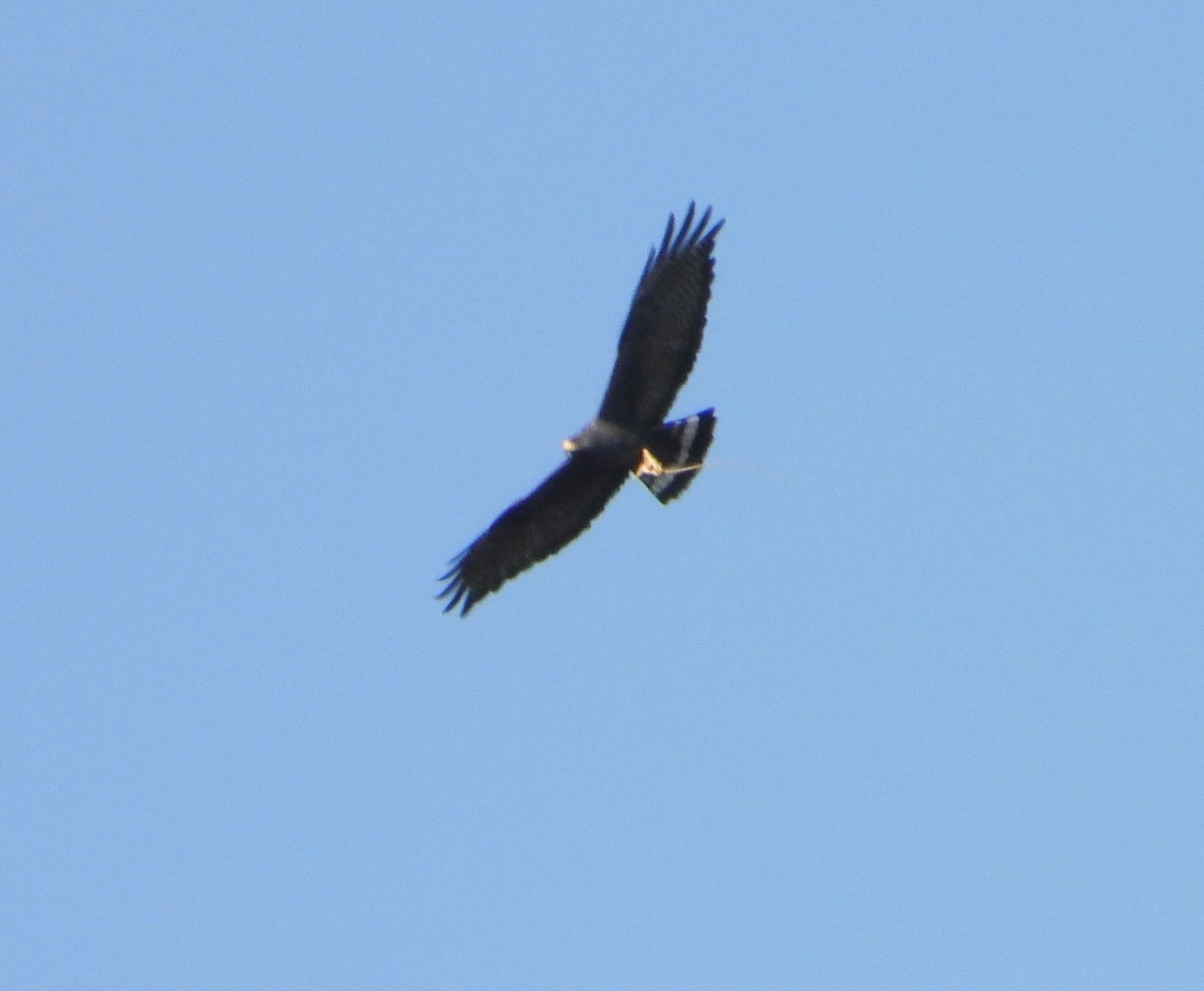 Zone-tailed Hawk - ML615098641