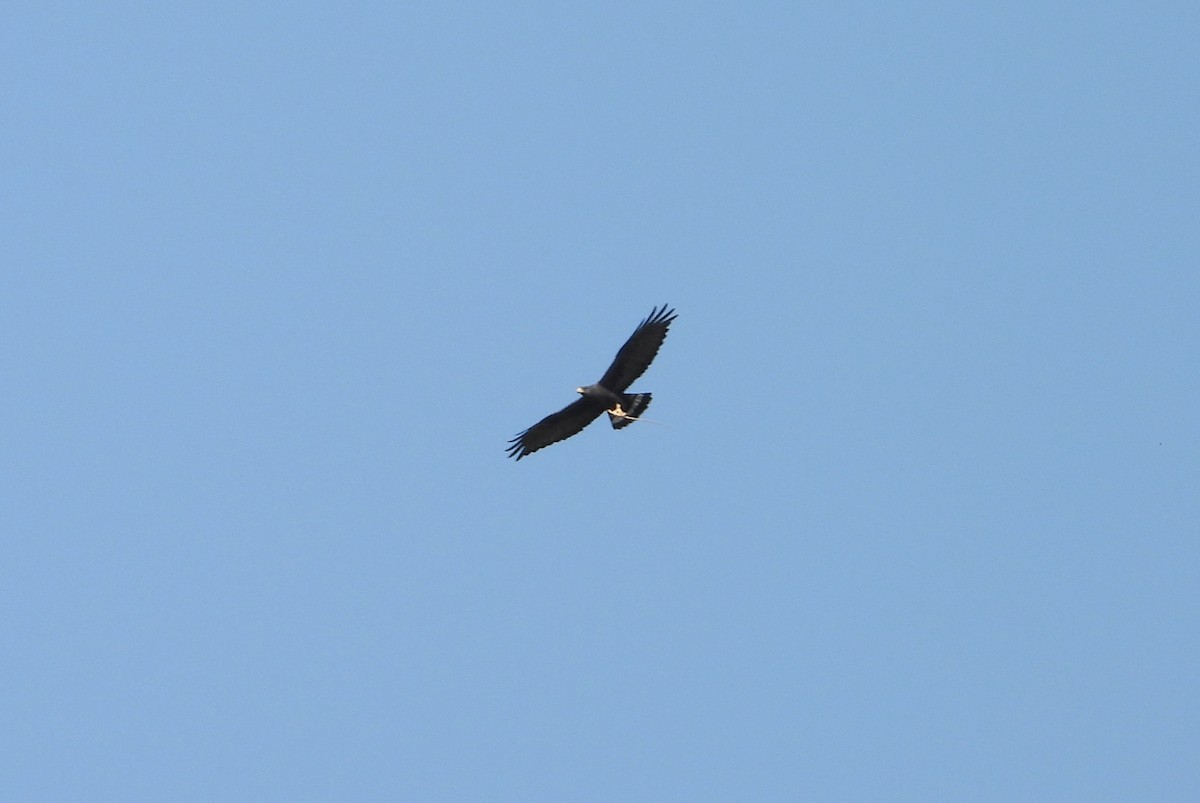 Zone-tailed Hawk - ML615098643