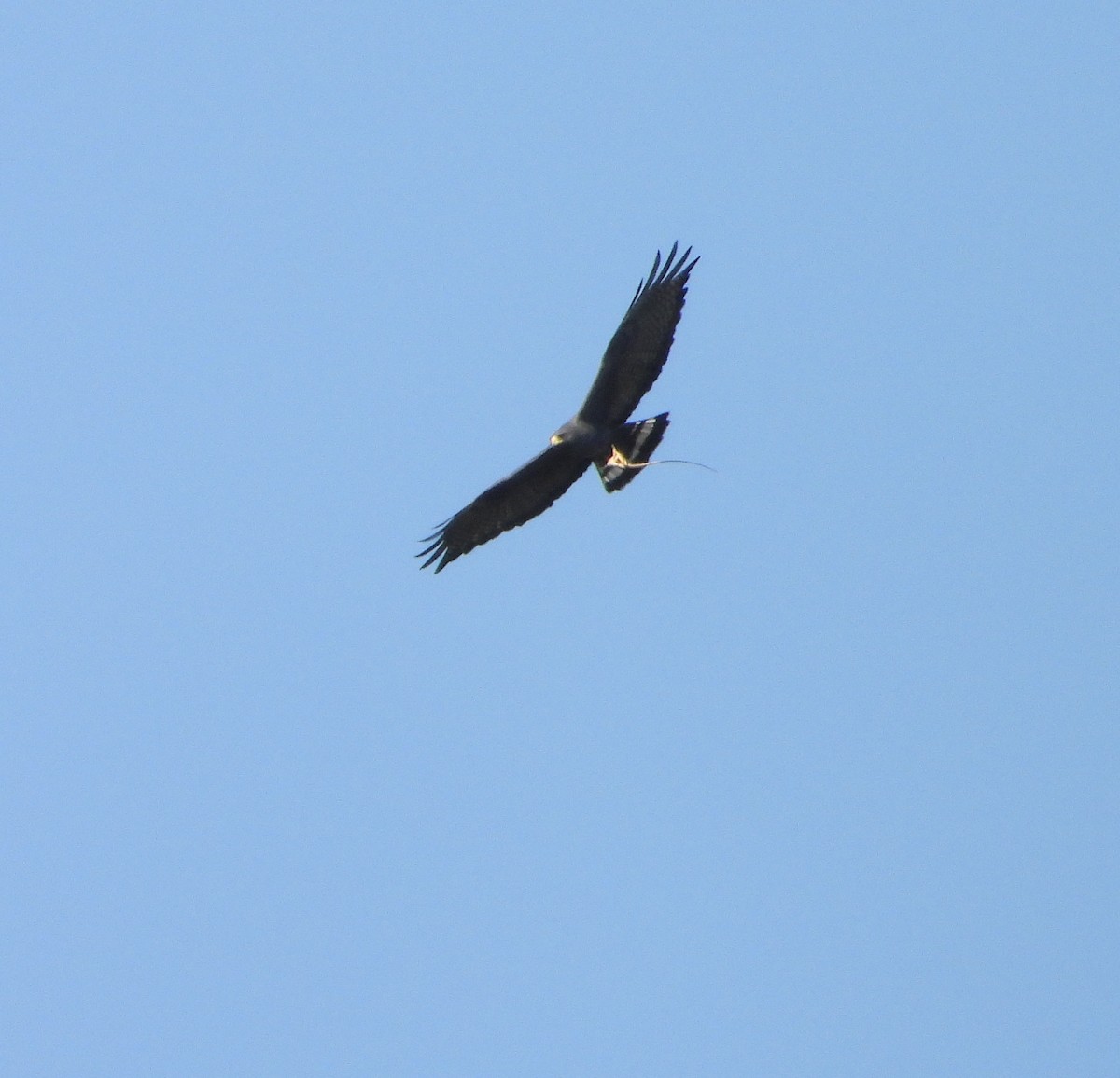 Zone-tailed Hawk - ML615098644