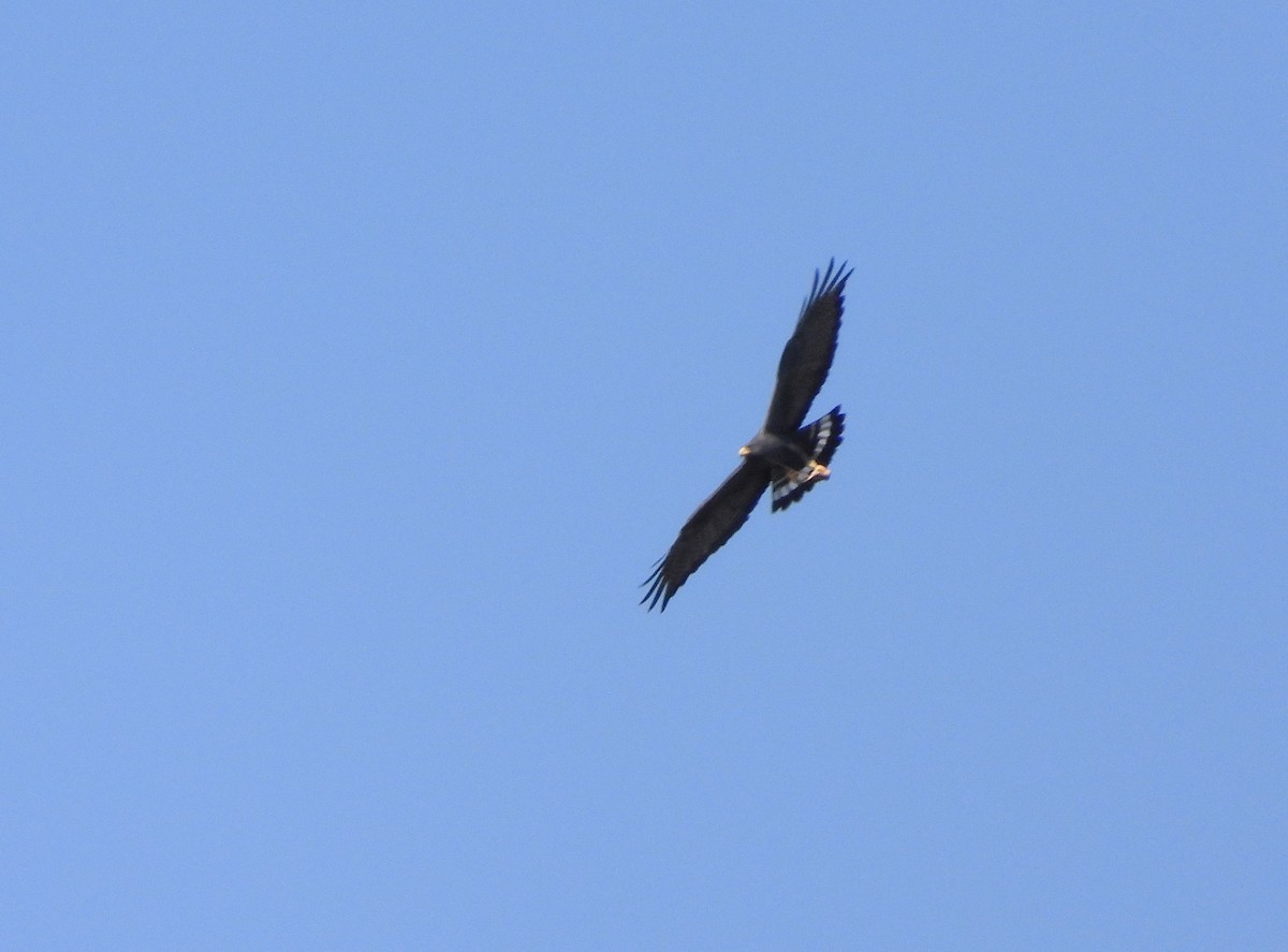 Zone-tailed Hawk - ML615098646