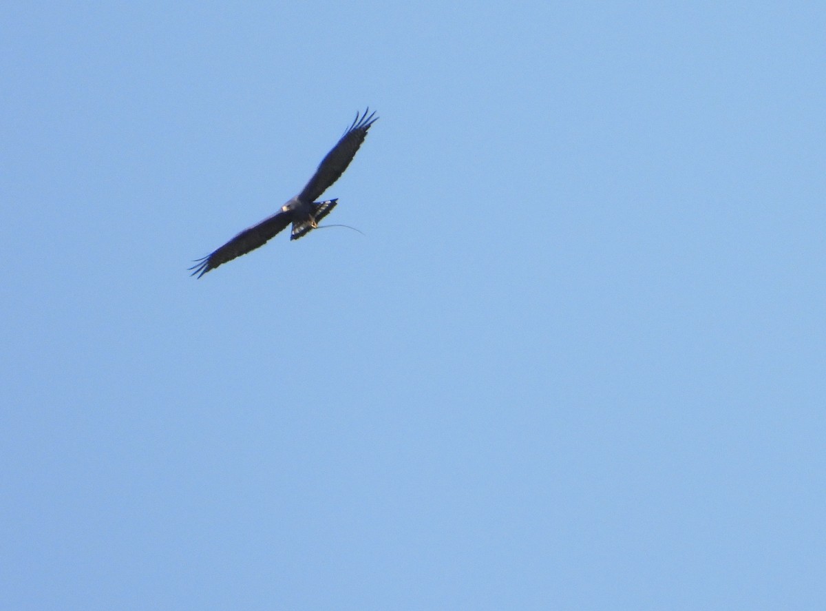 Zone-tailed Hawk - ML615098647