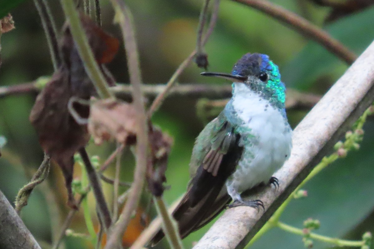 kolibřík andský - ML615098671