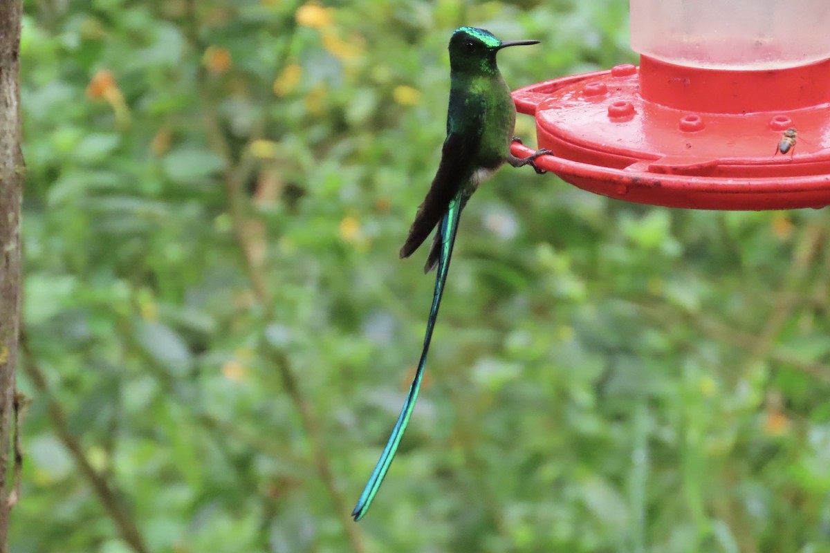 Long-tailed Sylph - ML615098687