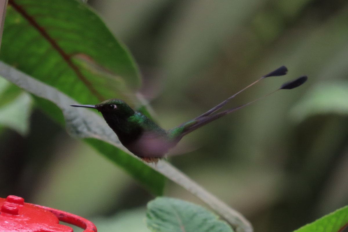 White-booted Racket-tail - ML615098709