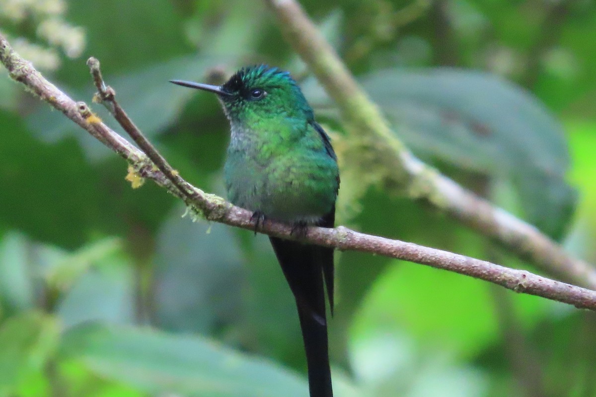 Long-tailed Sylph - ML615098723