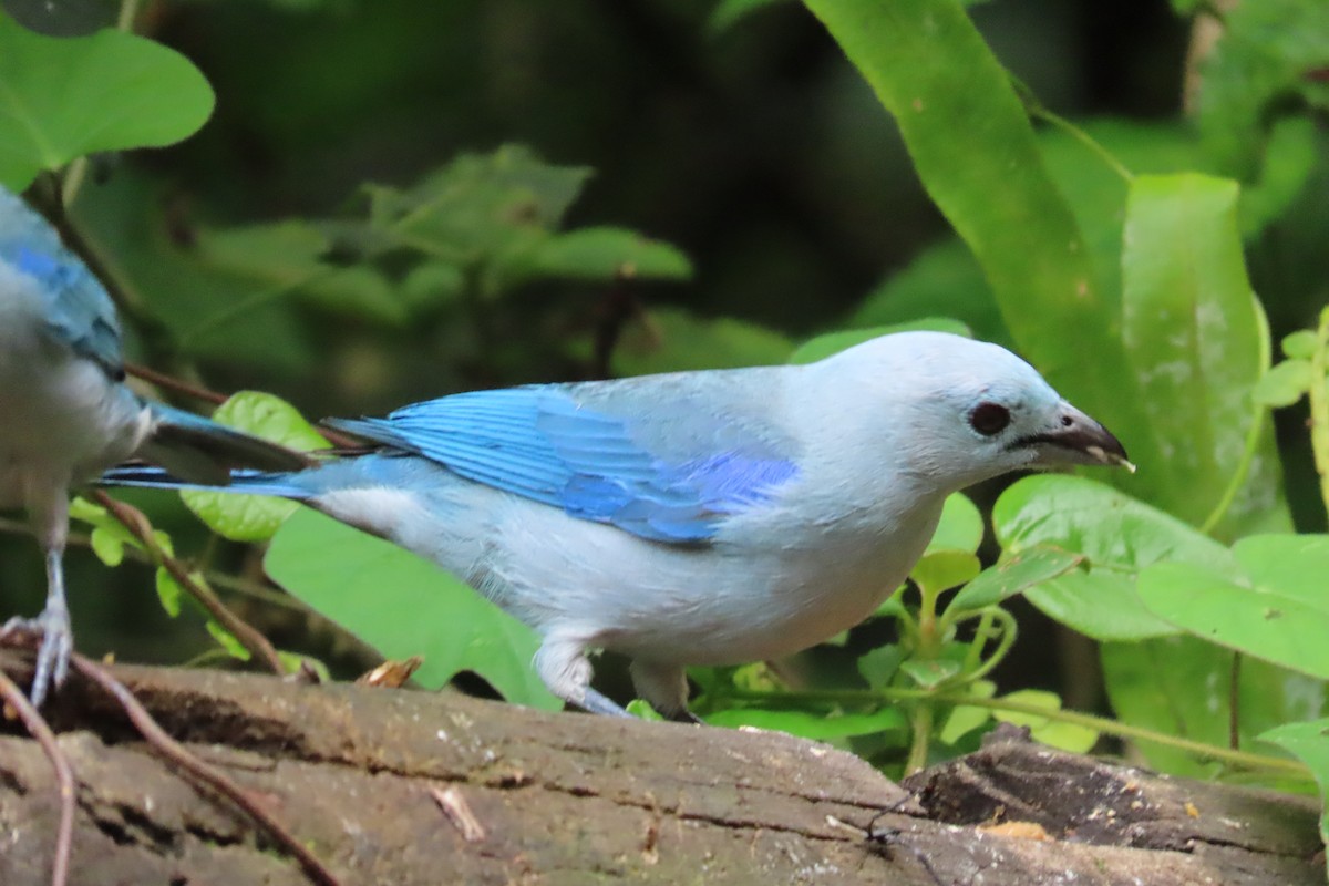 Blue-gray Tanager - ML615098773