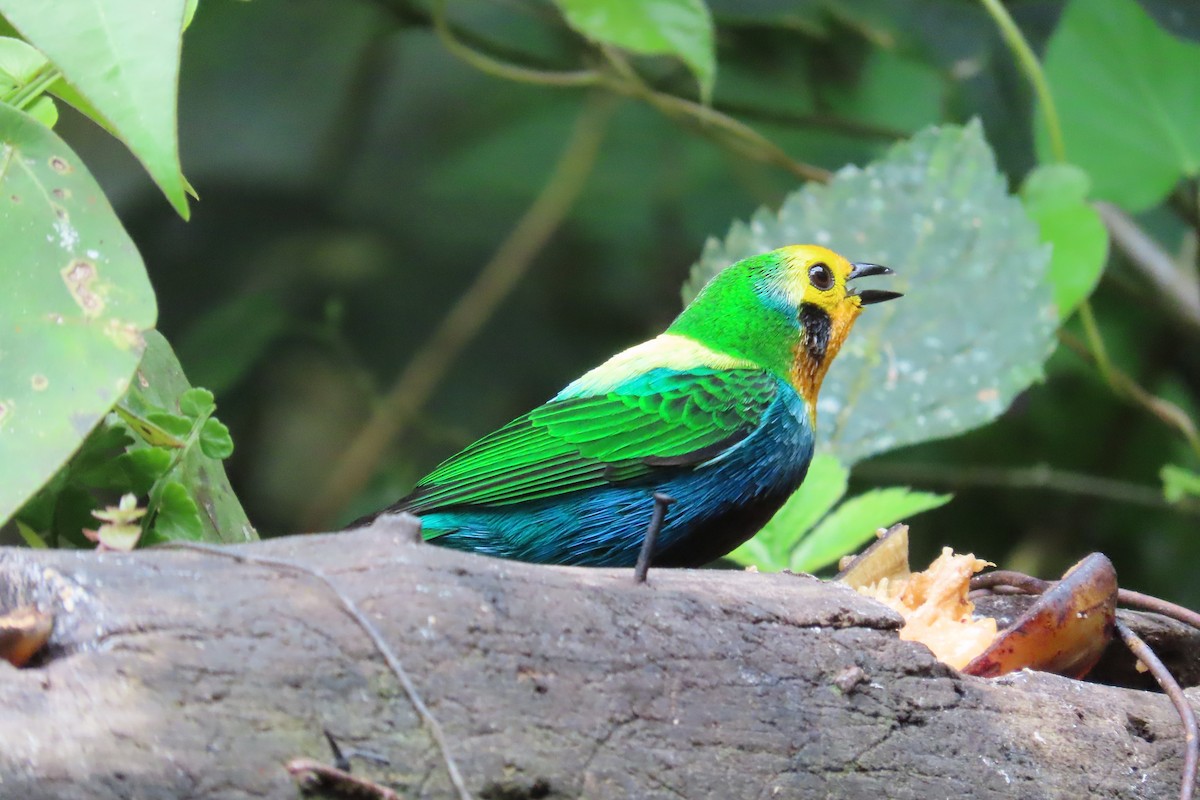 Multicolored Tanager - ML615098785
