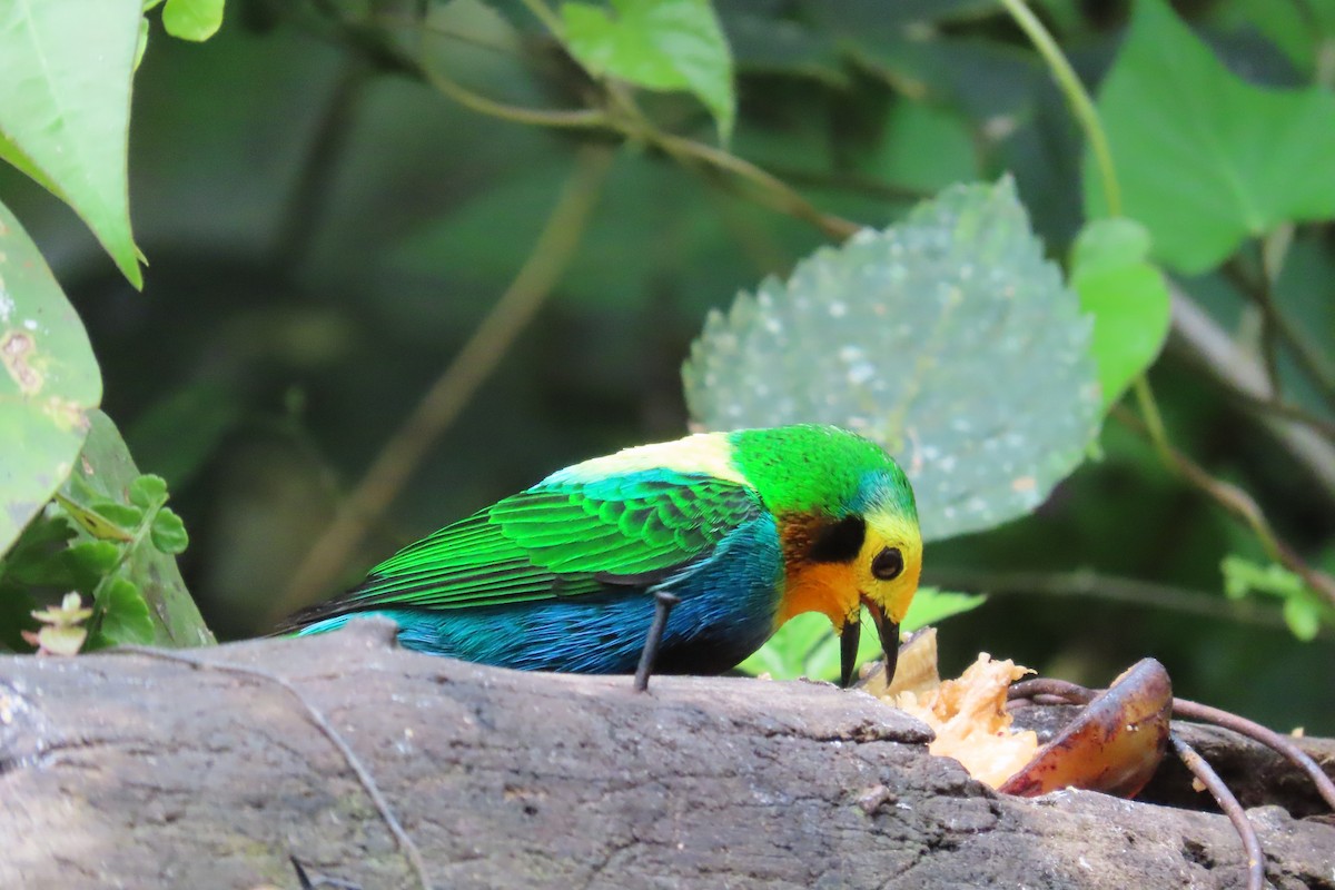 Multicolored Tanager - ML615098791