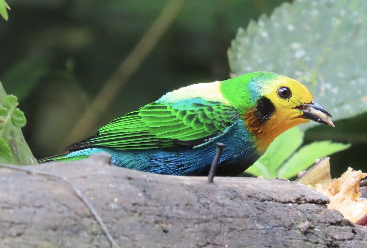Multicolored Tanager - ML615098794