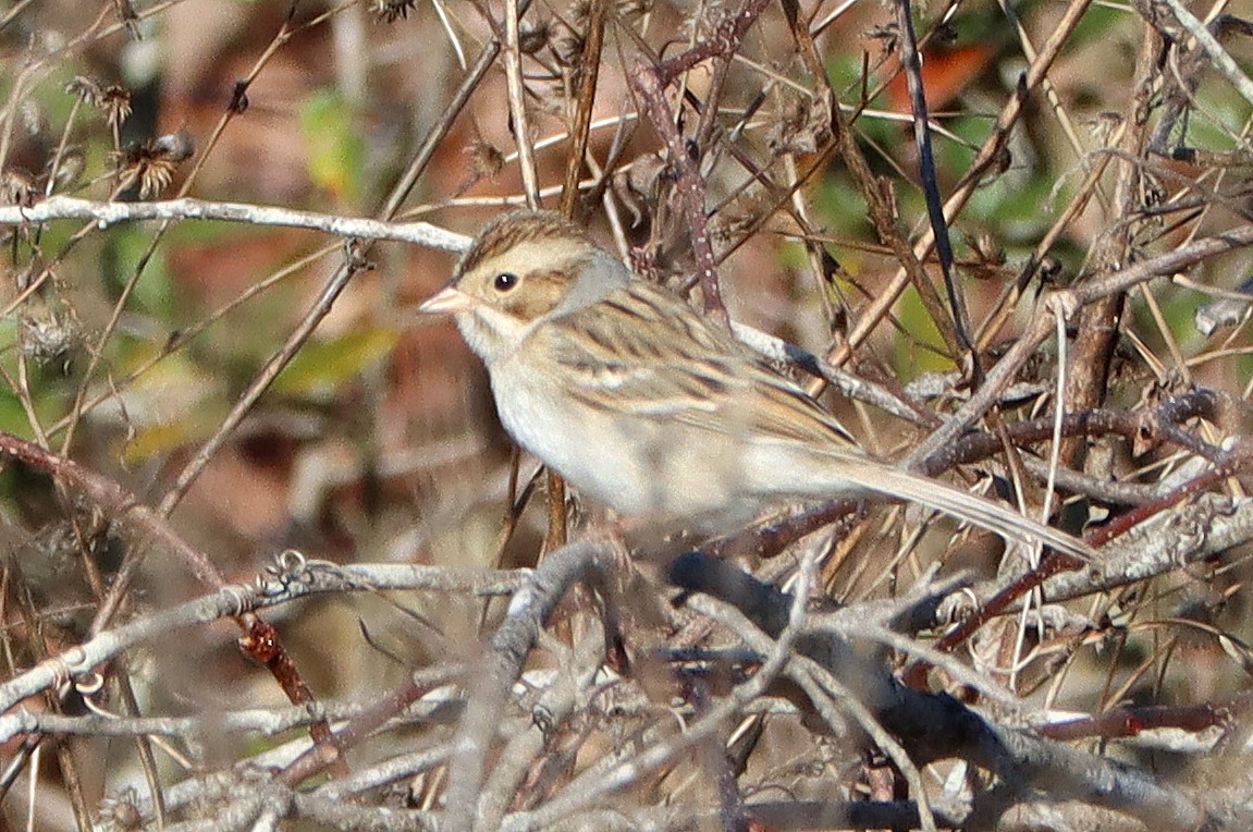 Clay-colored Sparrow - ML615098835