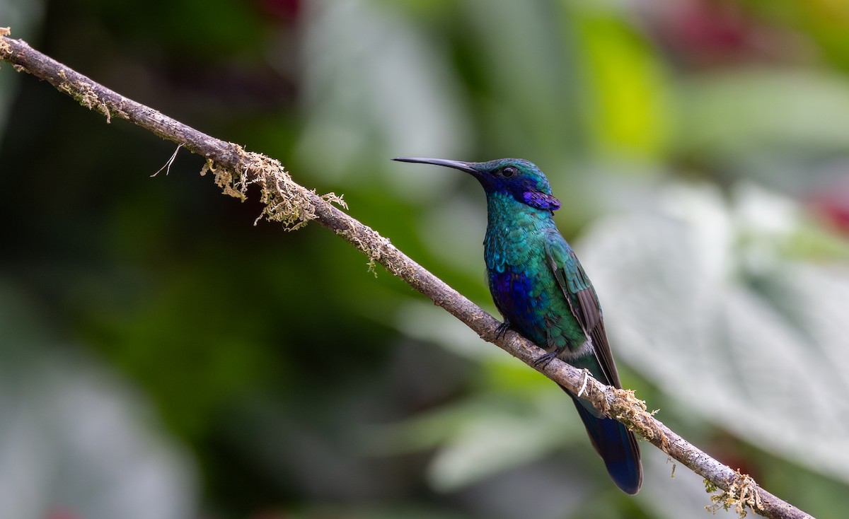 kolibřík modrolící - ML615098969
