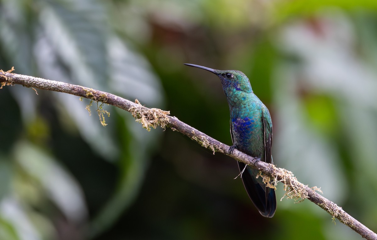 kolibřík modrolící - ML615098982