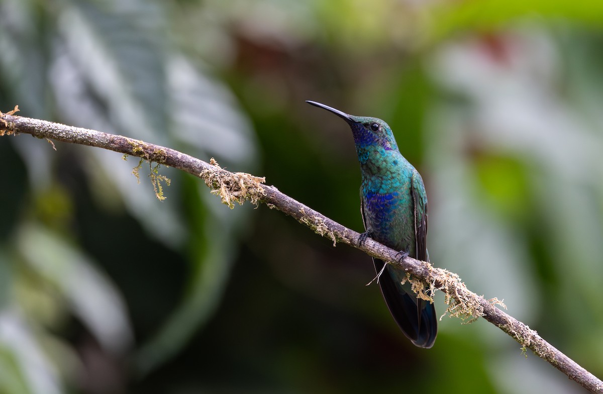 kolibřík modrolící - ML615098983