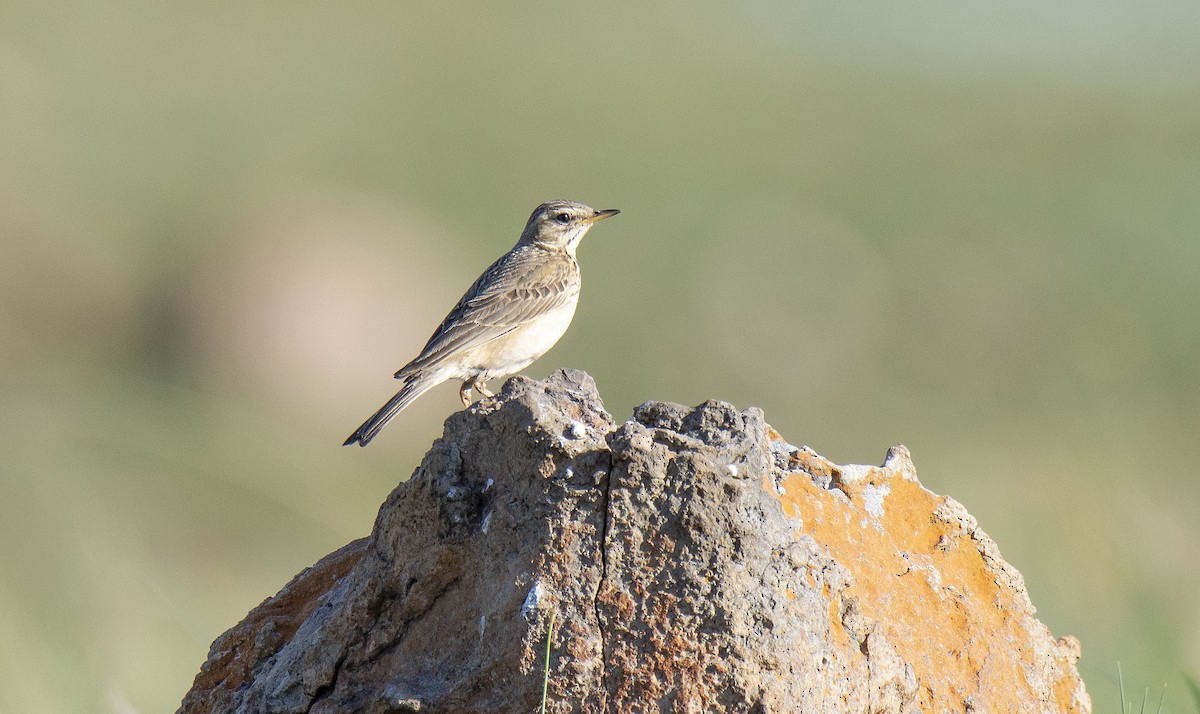 African Pipit (African) - ML615098990
